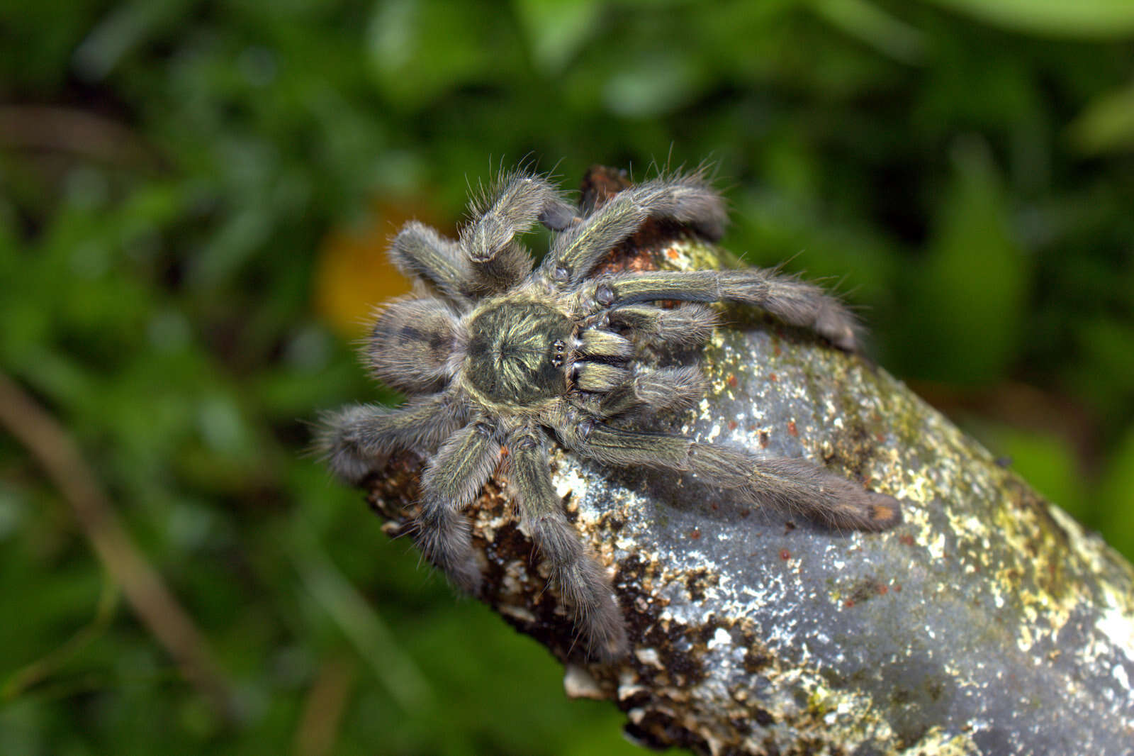 Image of Trinidad Chevron Tarantula