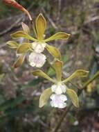 Image of Encyclia alata subsp. virella Dressler & G. E. Pollard