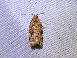 Image of Fruit-Tree Leafroller Moth