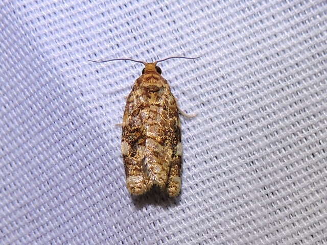 Image of Fruit-Tree Leafroller Moth