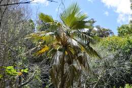 Pritchardia napaliensis H. St. John的圖片