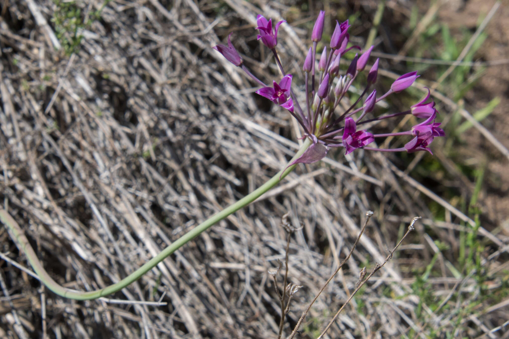 Image of penisula onion