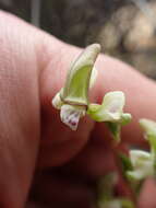 Disperis circumflexa subsp. aemula (Schltr.) J. C. Manning resmi