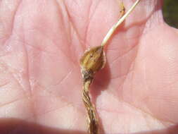 Image of Moraea angulata Goldblatt