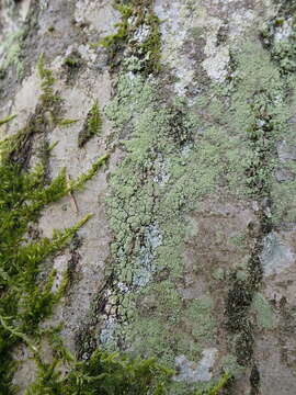 Ropalospora viridis (Tønsberg) Tønsberg的圖片