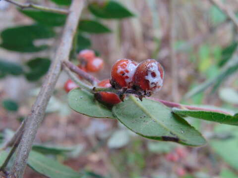 Image of Rhus pachyrrhachis Hemsl.