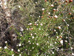 Image of Spyridium scortechinii (F. Müll.) K. R. Thiele