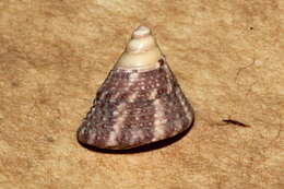 Image of Calthalotia fragum (Philippi 1848)