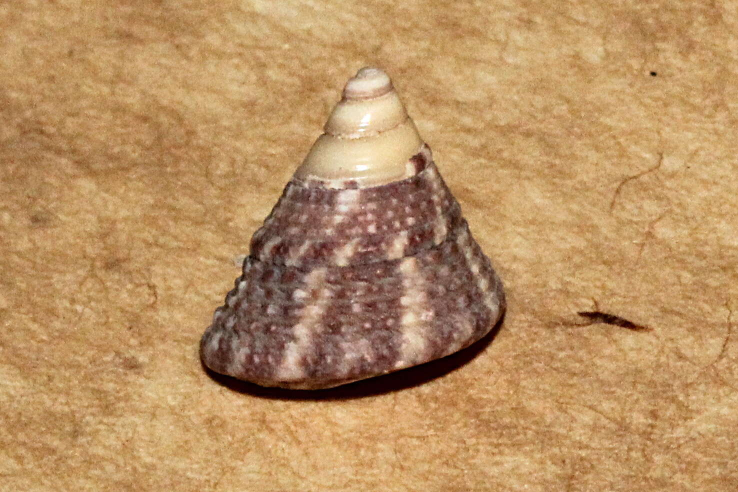 Image of Calthalotia fragum (Philippi 1848)