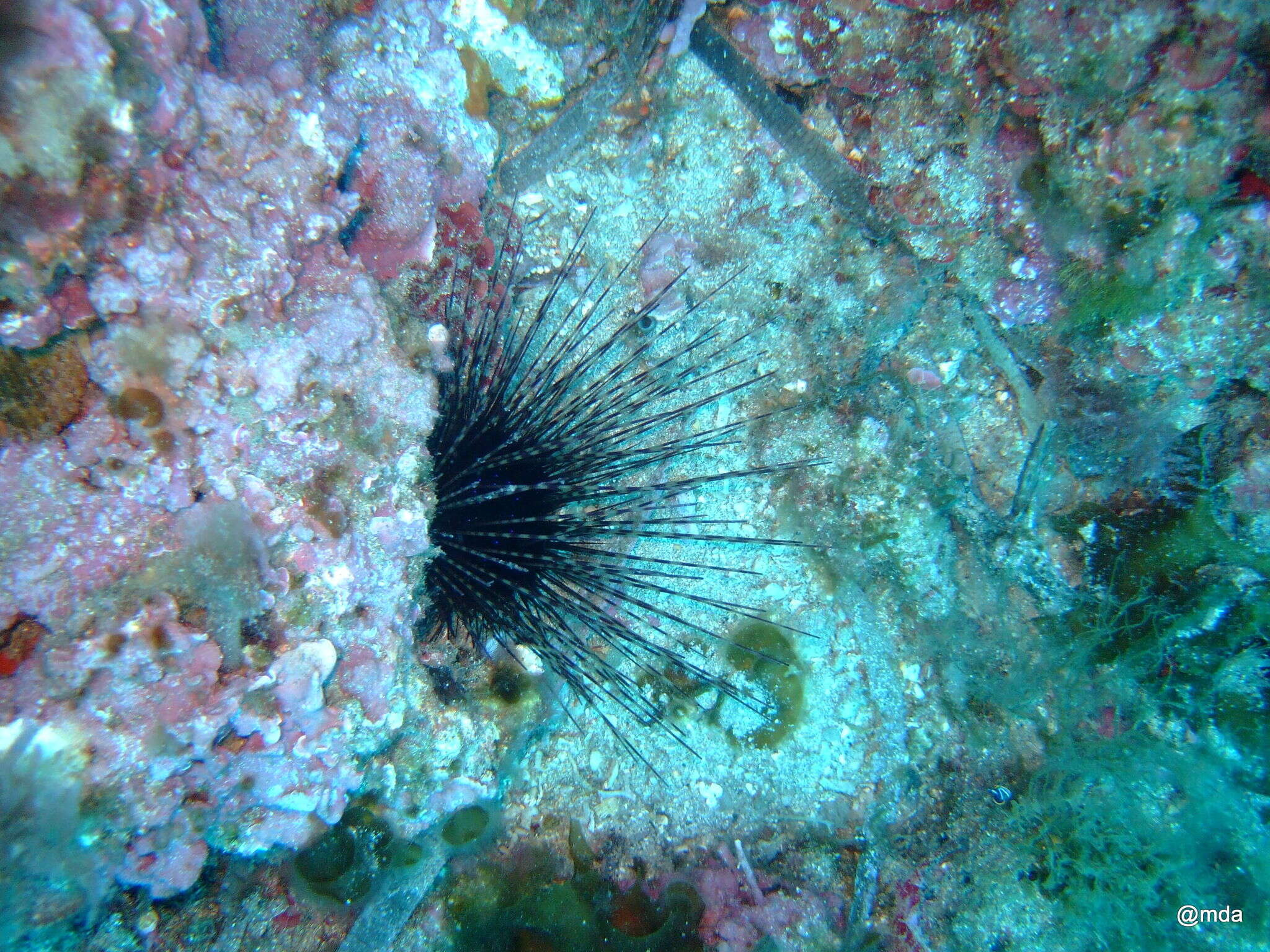 Image de Oursin diadème de Méditerranée