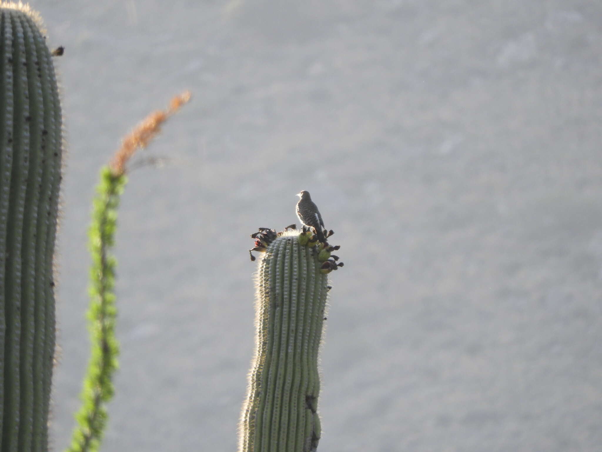 Image of Gilded Flicker