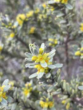 Image of Thymelaea tinctoria (Pourr.) Endl.