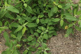 Plancia ëd Chenopodium strictum Roth