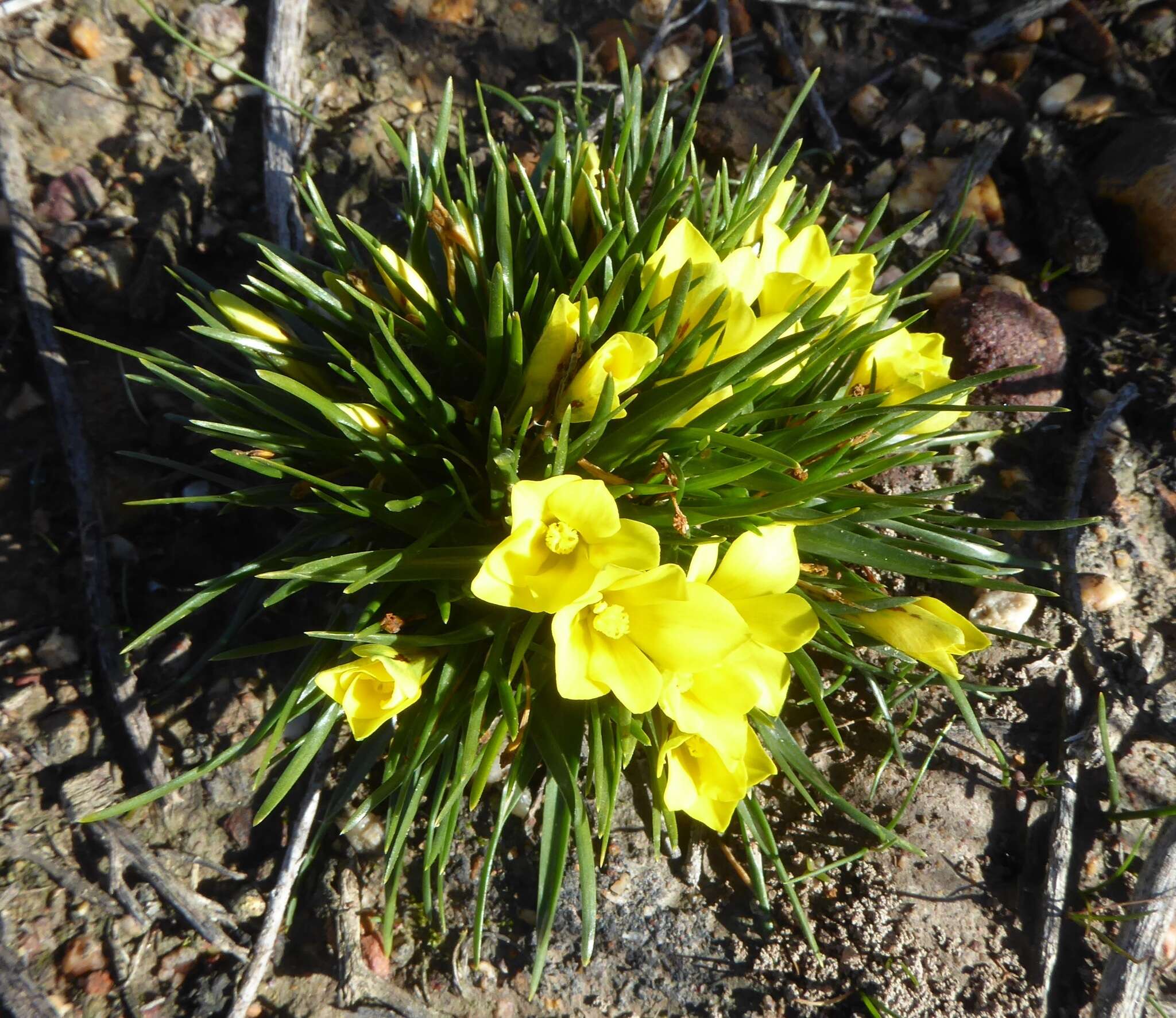 Image of Moraea fugacissima (L. fil.) Goldblatt