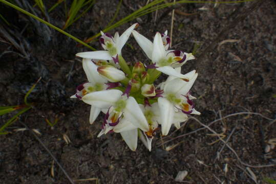 Слика од Disa bivalvata (L. fil.) T. Durand & Schinz