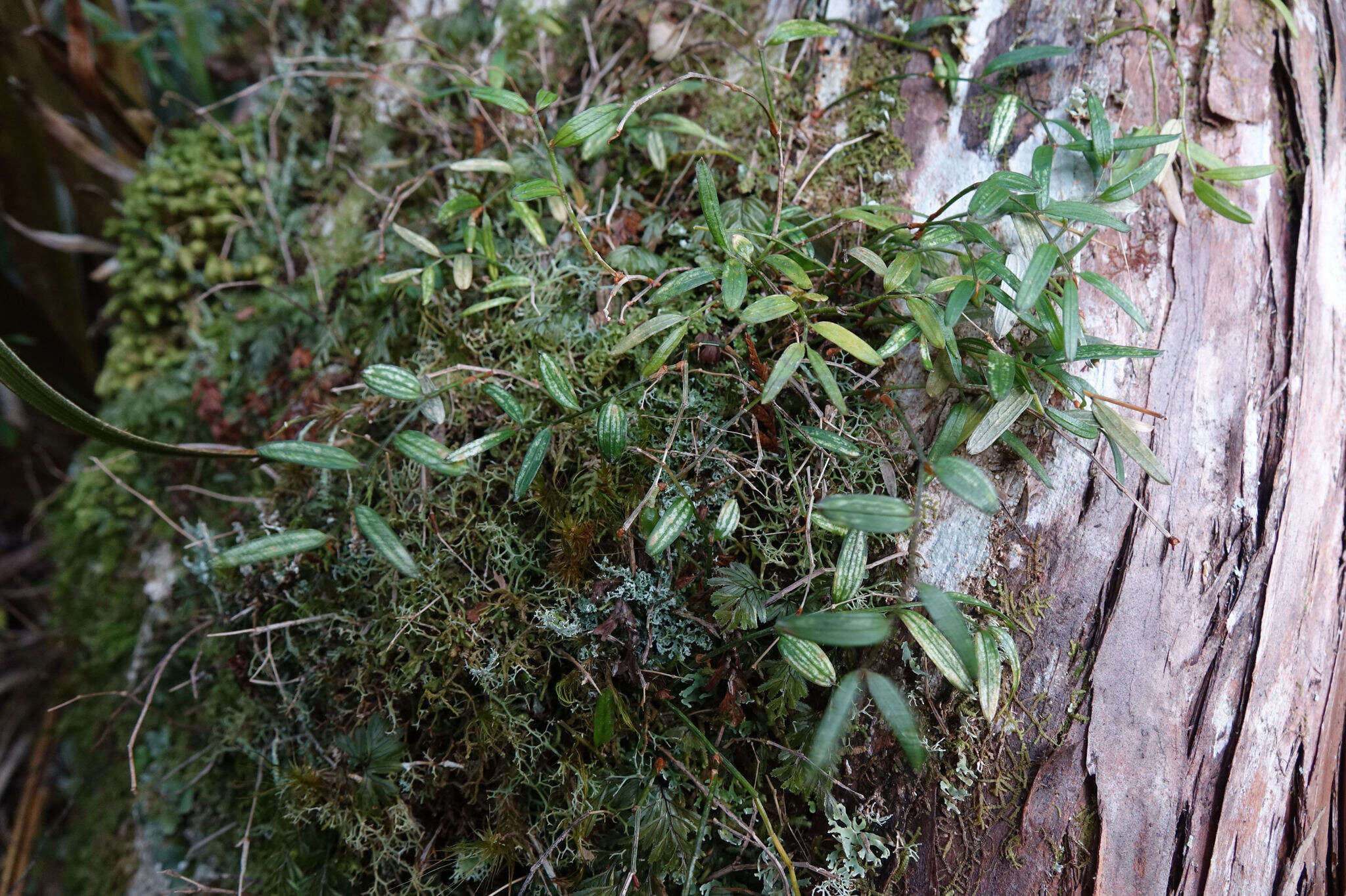 Image de Luzuriaga parviflora (Hook. fil.) Kunth