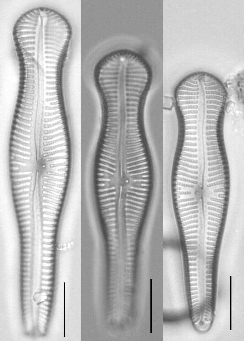 صورة Gomphonema truncatum