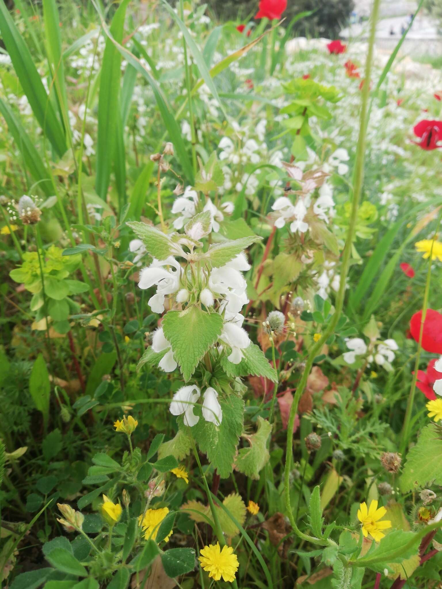 Image of Lamium moschatum Mill.