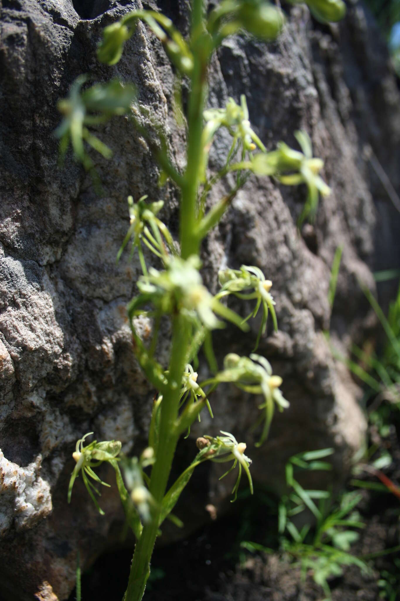 Image of Habenaria galpinii Bolus