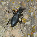 Carabus (Pantophyrtus) turcomanorum (Thieme 1881) resmi