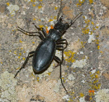 Carabus (Pantophyrtus) turcomanorum (Thieme 1881) resmi