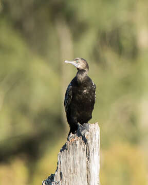 Image of Little Black Cormorant