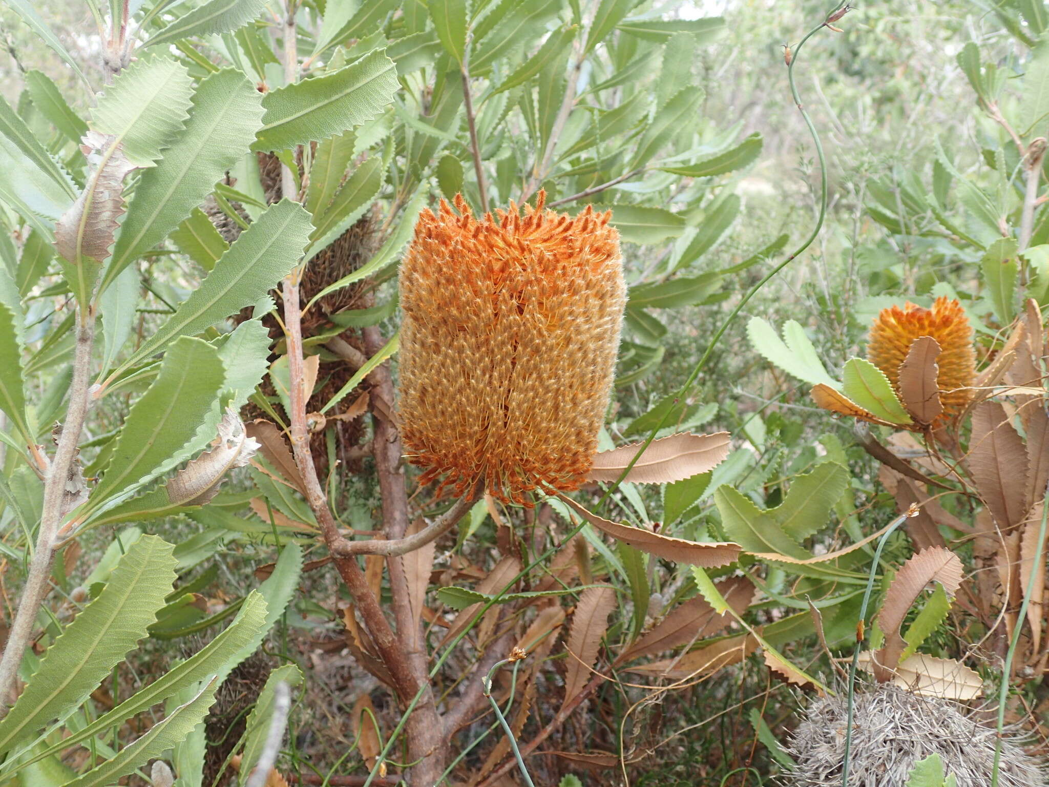 Sivun Banksia ornata F. Müll. ex Meissn. kuva