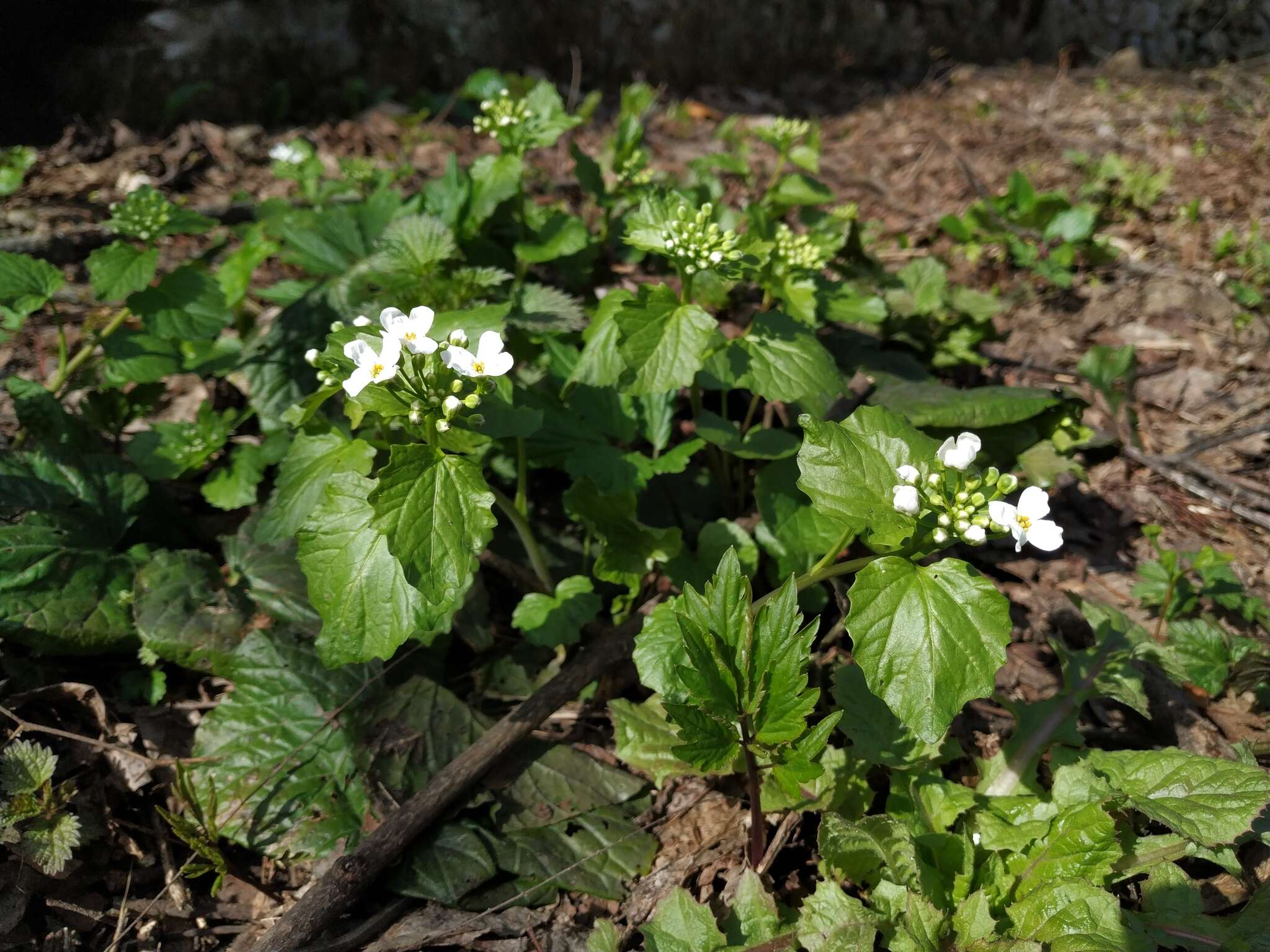 Imagem de Pachyphragma macrophyllum (Hoffm.) N. Busch