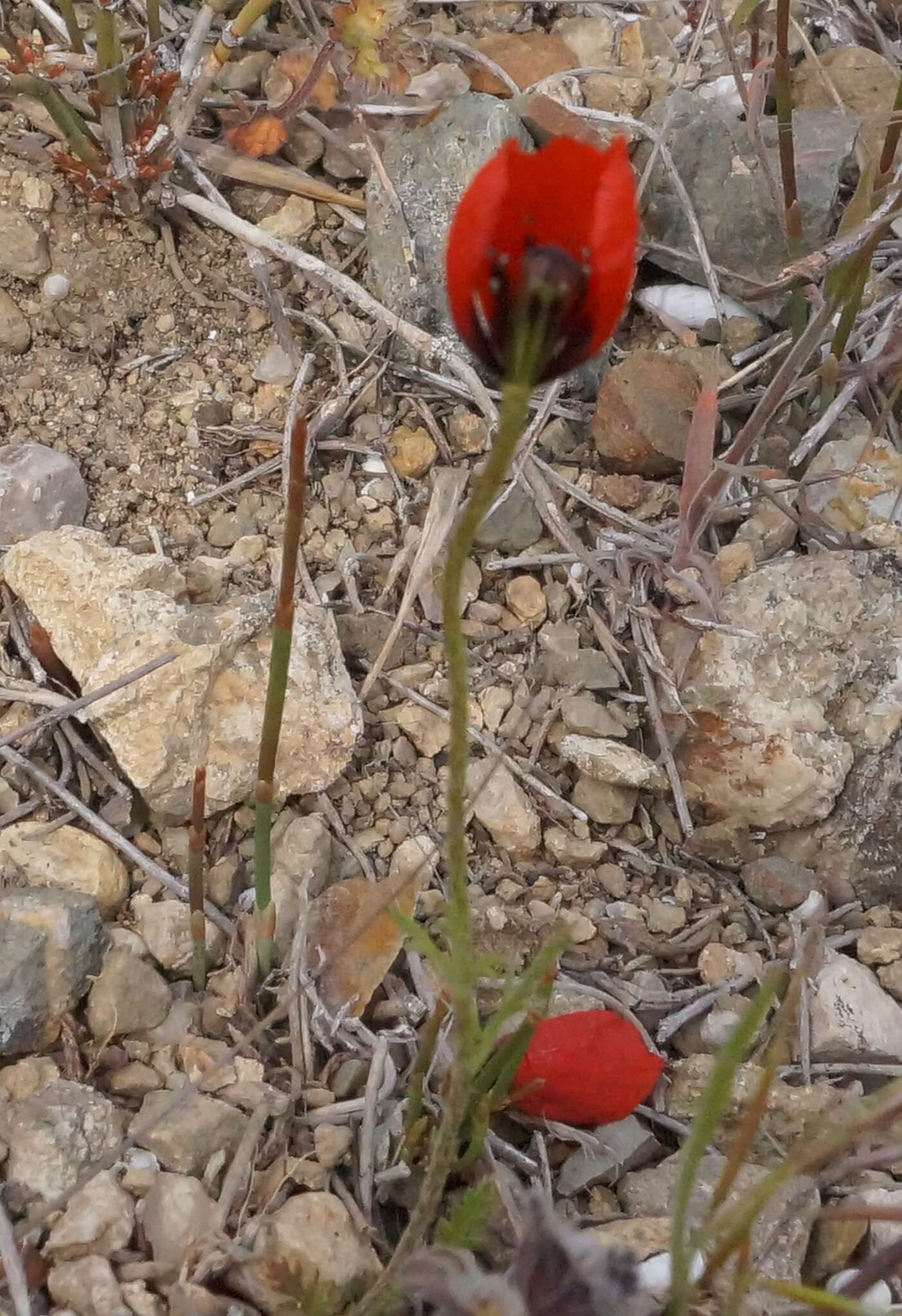 Image of Papaver minus (Bél.) Meikle