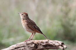 Image of Mirafra africana transvaalensis Hartert 1900