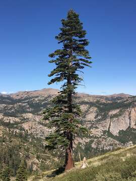 Image of California red fir