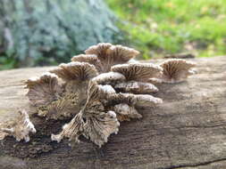 Image of Schizophyllum