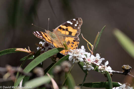 صورة Agonis flexuosa (Muhl. ex Willd.) Sweet