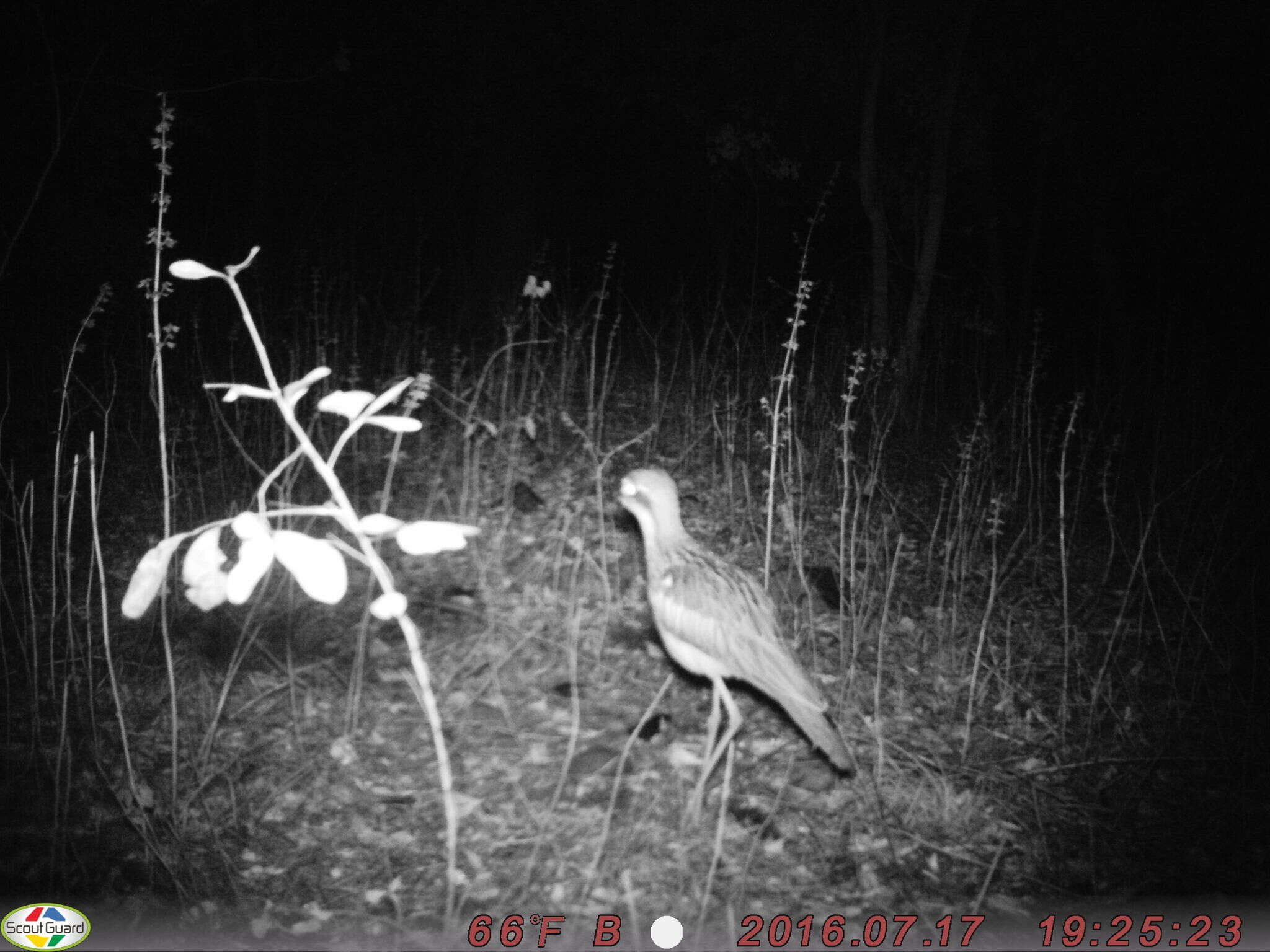 Image of Bush Stone-curlew