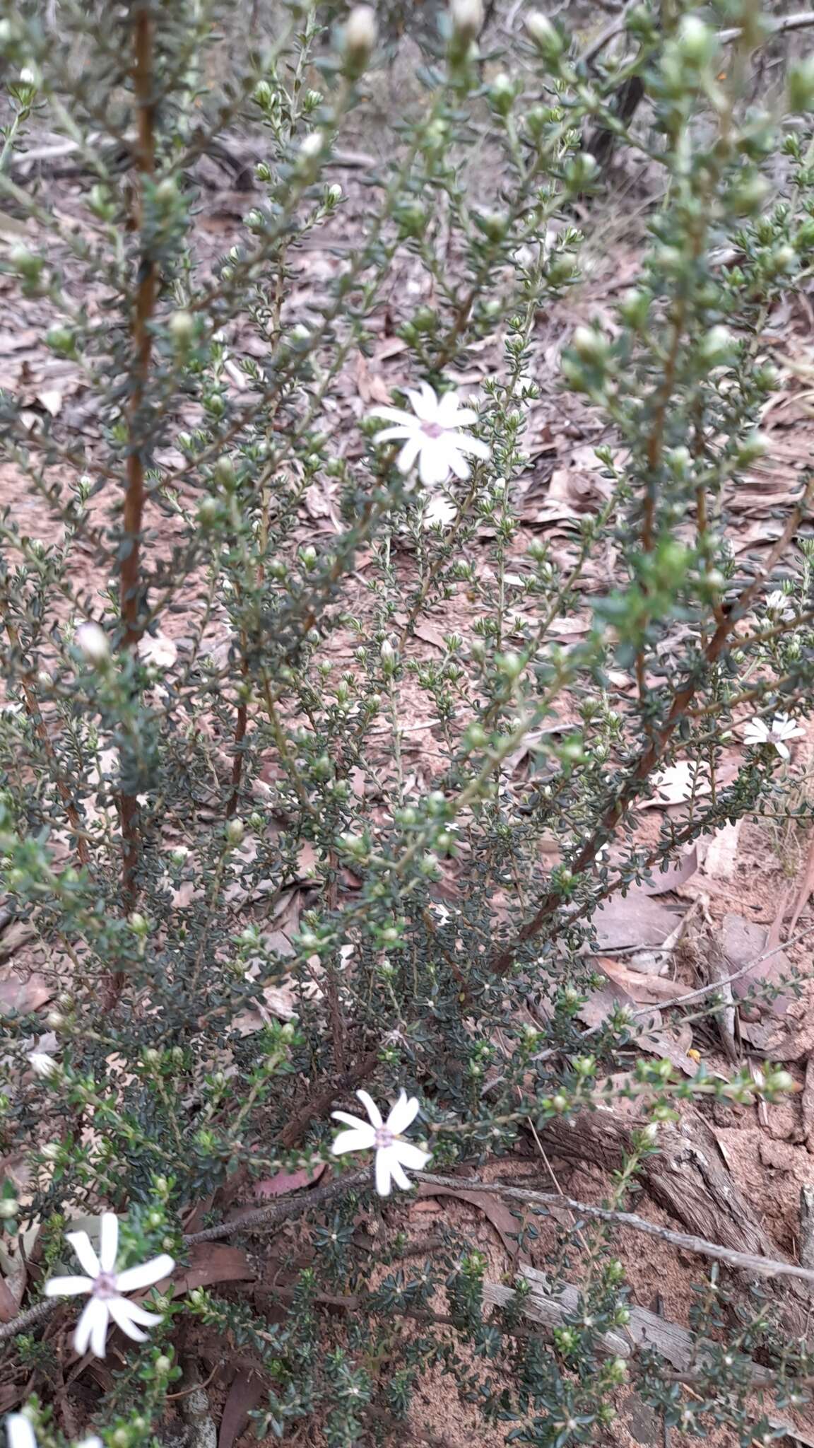 Image of Olearia minor (Benth.) N. S. Lander