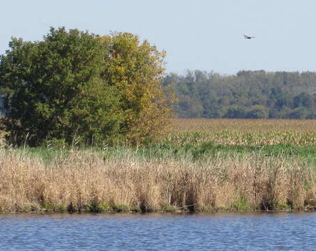 Image of Northern Harrier