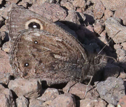 Image of Small Wood Nymph