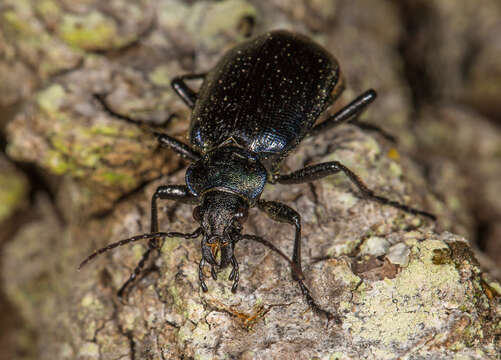 Слика од Calosoma (Calosoma) inquisitor (Linnaeus 1758)