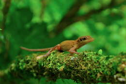 Anolis dollfusianus Bocourt 1873的圖片