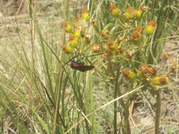 Image of Ctenucha cressonana Grote 1863