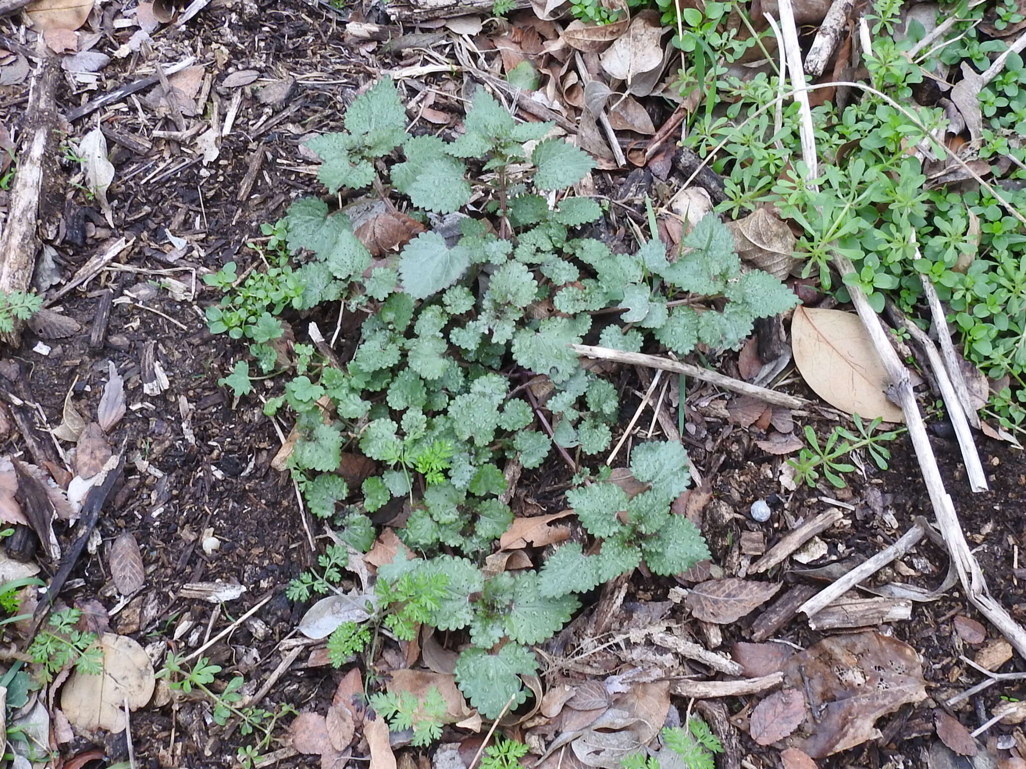 Image of heartleaf nettle