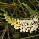 Image of Grevillea obliquistigma subsp. obliquistigma