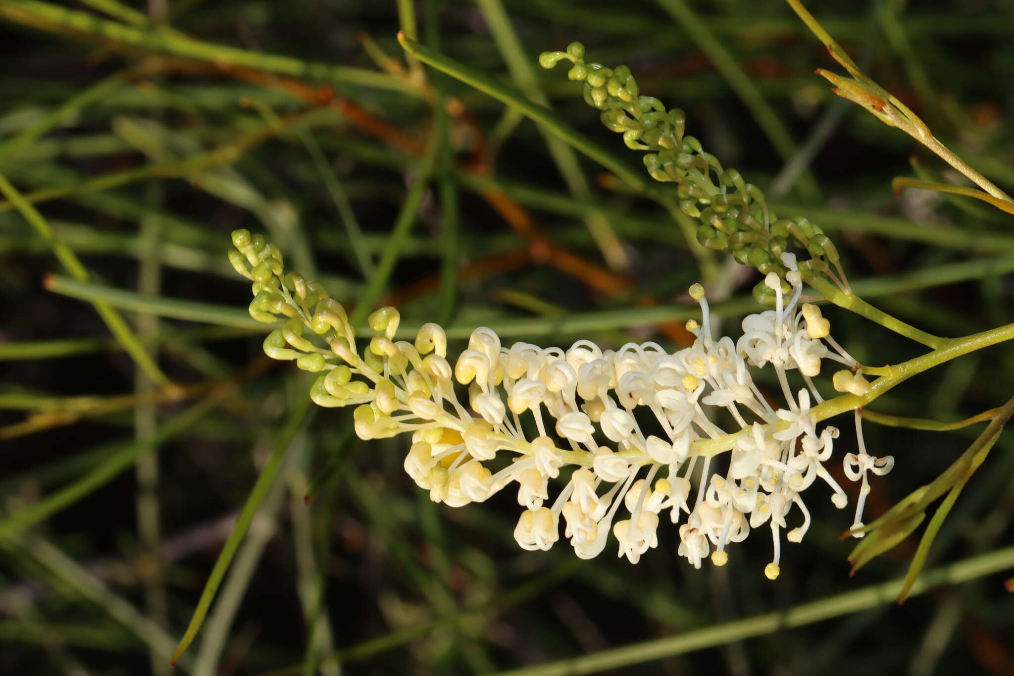 Image of Grevillea obliquistigma subsp. obliquistigma