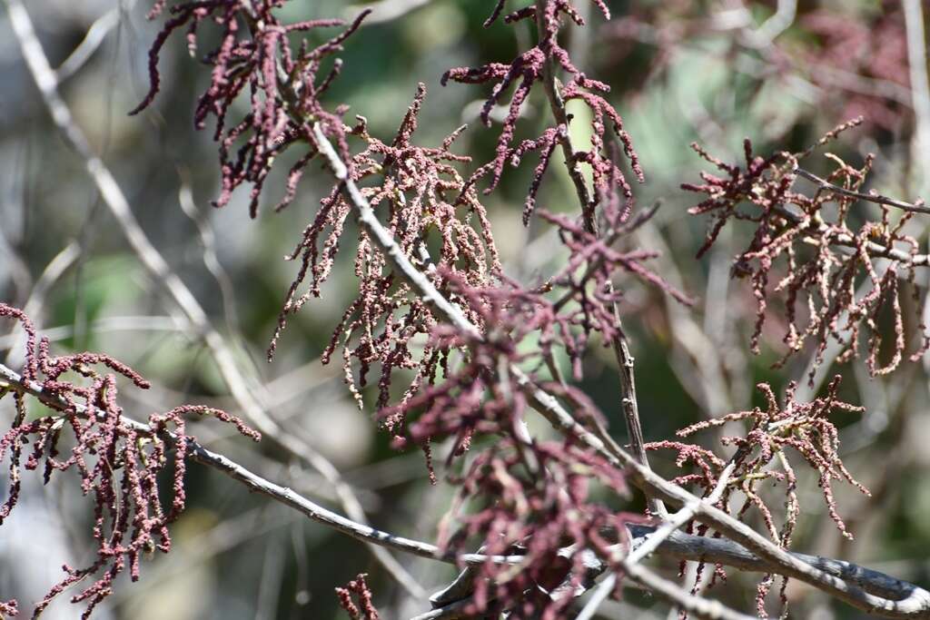 Myriocarpa heterospicata Smith的圖片