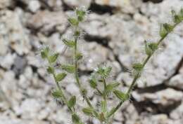 Image of Clokey's cryptantha