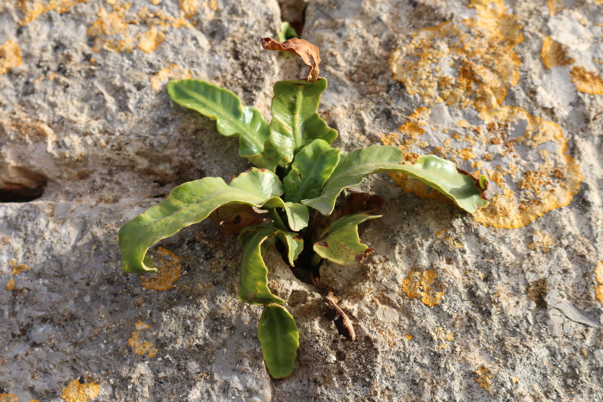 Image of Asplenium sagittatum (DC.) A. J. Bange