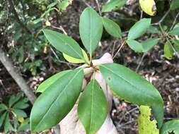 Image of piedmont rhododendron