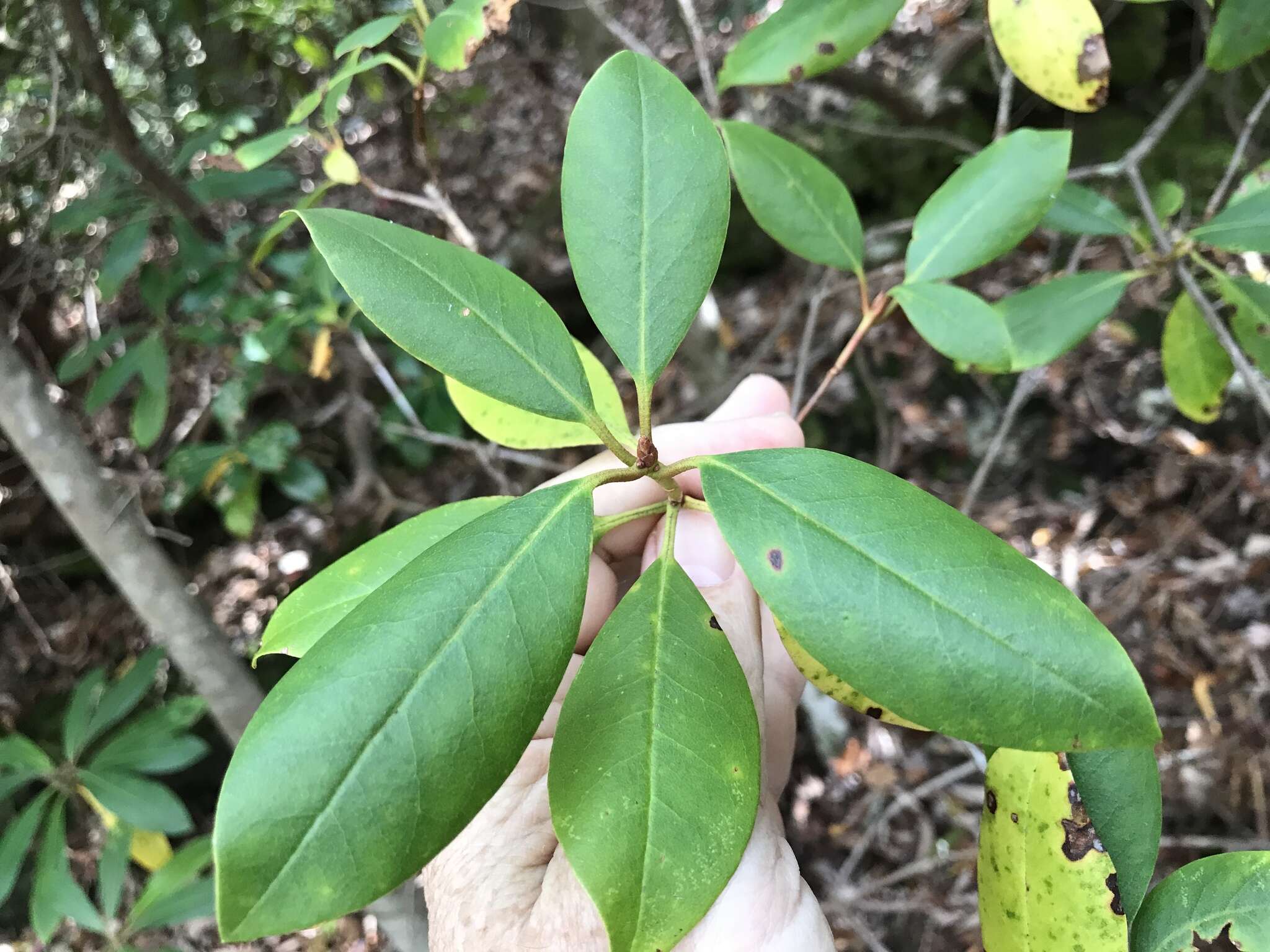 Plancia ëd Rhododendron minus Michx.