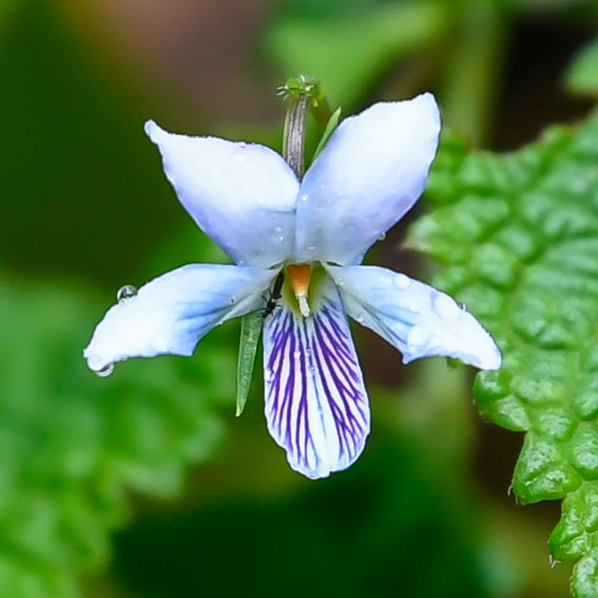 Слика од Viola abyssinica Steud. ex Oliv.