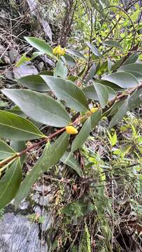 صورة Hypericum geminiflorum Hemsl.